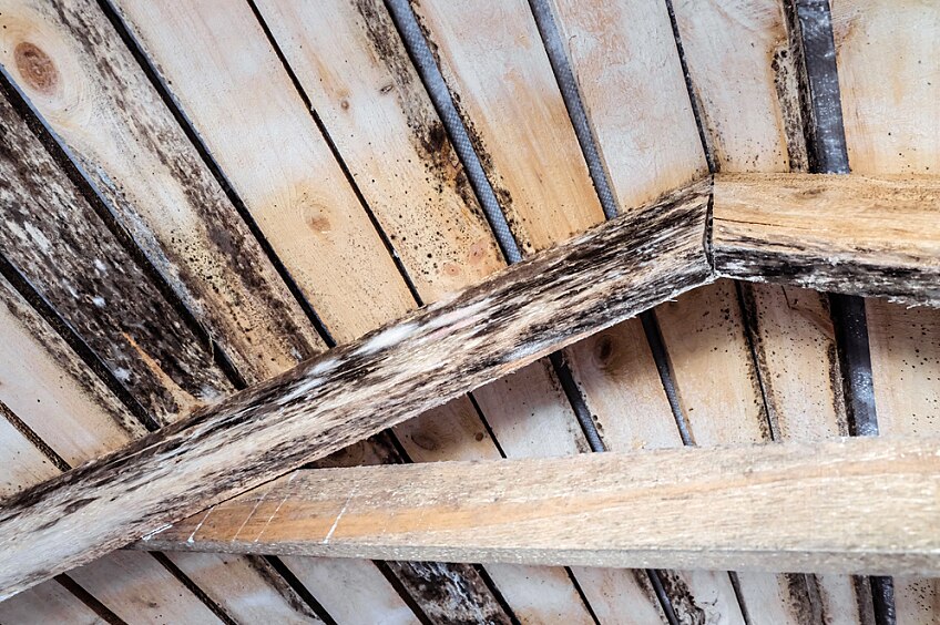 Dark mold dots interior attic wood rafters representing the signs of poor ventilation