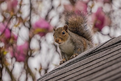 Squirrel on a roof