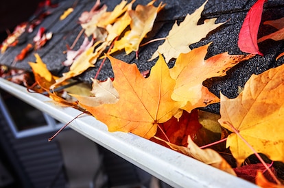 Autumn leaves in a rain gutter on a roof.