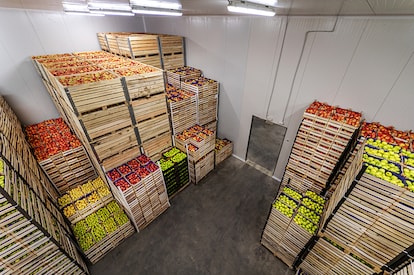Apples and pears in crates ready for shipping. Cold storage interior.